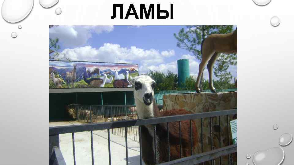 ЛАМЫ 