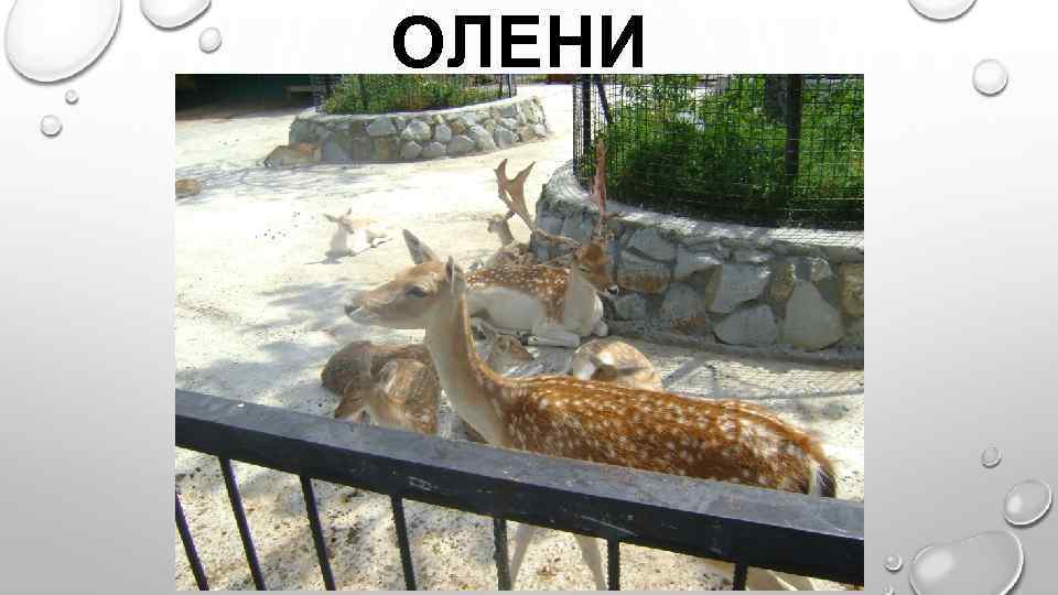 ОЛЕНИ 