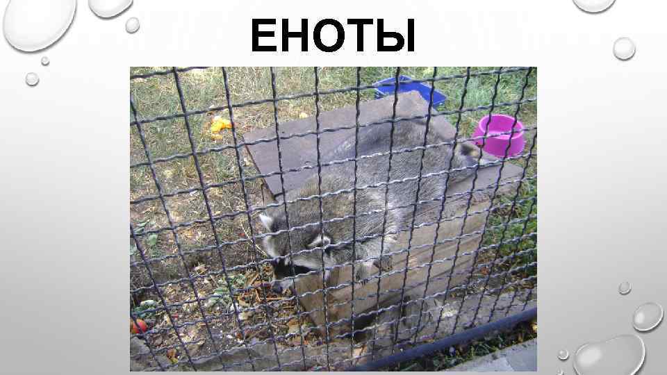 ЕНОТЫ 