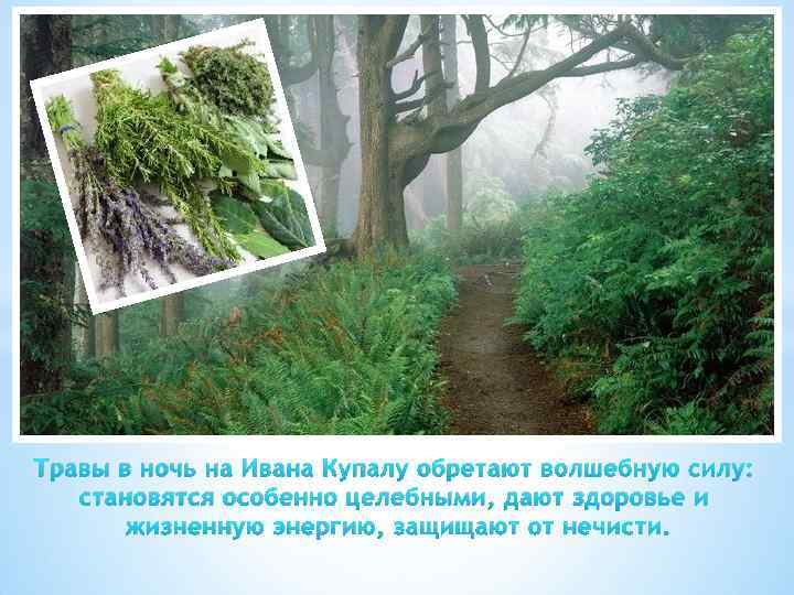 Травы в ночь на Ивана Купалу обретают волшебную силу: становятся особенно целебными, дают здоровье