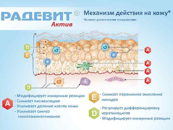 Механизм действия на кожу* *Доказано доклиническими исследованиями - Модифицирует иммунные реакции - Снижает пигментацию