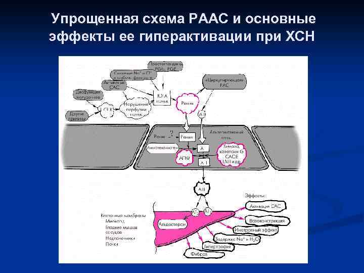 Упрощенная схема РААС и основные эффекты ее гиперактивации при ХСН 