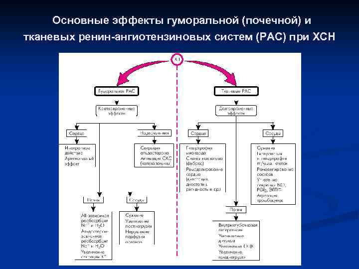 Основные эффекты гуморальной (почечной) и тканевых ренин-ангиотензиновых систем (РАС) при ХСН 