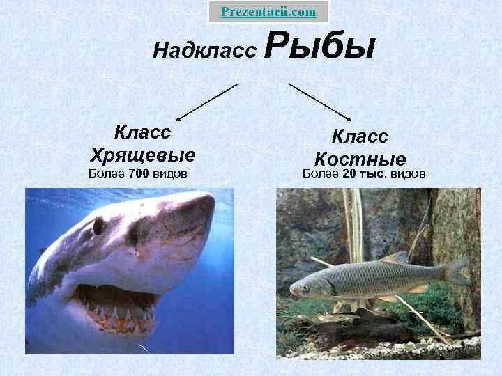 Prezentacii. com Надкласс Класс Хрящевые Более 700 видов Рыбы Класс Костные Более 20 тыс.