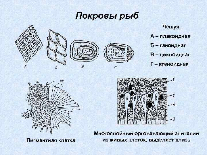 Покровы рыб Чешуя: А – плакоидная Б – ганоидная В – циклоидная Г –