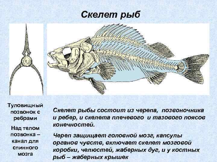 Скелет рыб 7 класс. Скелет рыб пояс передних конечностей. Скелет свободных конечностей рыб. Пояс задних конечностей у рыб. Конечности костных рыб.