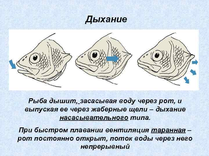 Дыхание Рыба дышит, засасывая воду через рот, и выпуская ее через жаберные щели –