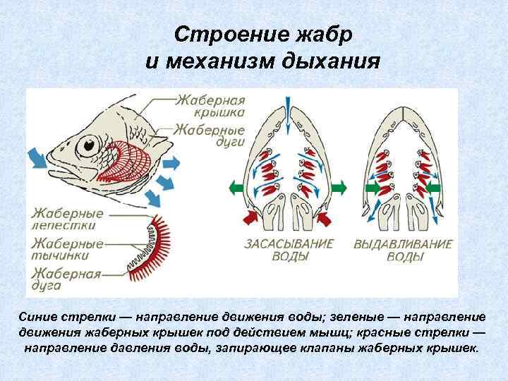 Строение жабр и механизм дыхания Синие стрелки — направление движения воды; зеленые — направление
