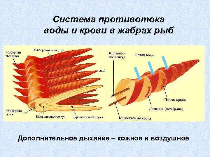 Система противотока воды и крови в жабрах рыб Дополнительное дыхание – кожное и воздушное