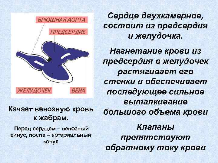Сердце двухкамерное, состоит из предсердия и желудочка. Нагнетание крови из предсердия в желудочек растягивает