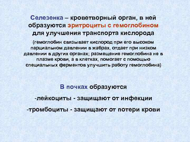 Селезенка – кроветворный орган, в ней образуются эритроциты с гемоглобином для улучшения транспорта кислорода