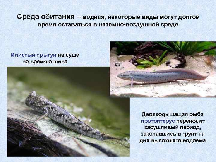 Среда обитания – водная, некоторые виды могут долгое время оставаться в наземно-воздушной среде Илистый