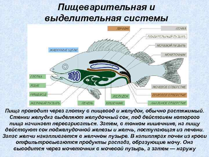 Пищеварительная и выделительная системы Пища проходит через глотку в пищевод и желудок, обычно растяжимый.