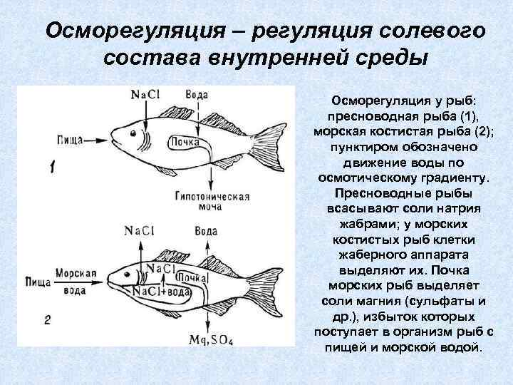 Осморегуляция – регуляция солевого состава внутренней среды Осморегуляция у рыб: пресноводная рыба (1), морская