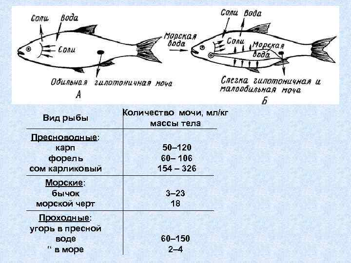Вид рыбы Количество мочи, мл/кг массы тела Пресноводные: карп форель сом карликовый 50– 120
