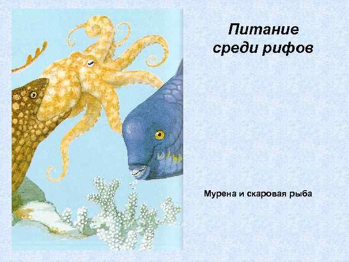Питание среди рифов Мурена и скаровая рыба 