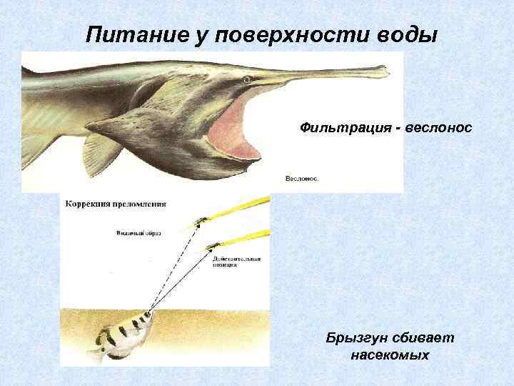 Питание у поверхности воды Фильтрация - веслонос Брызгун сбивает насекомых 