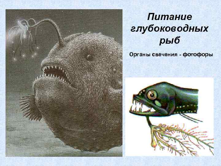 Питание глубоководных рыб Органы свечения - фотофоры 