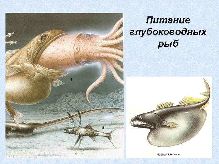 Питание глубоководных рыб 