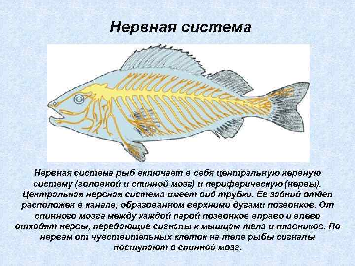 Нервная система рыб включает в себя центральную нервную систему (головной и спинной мозг) и
