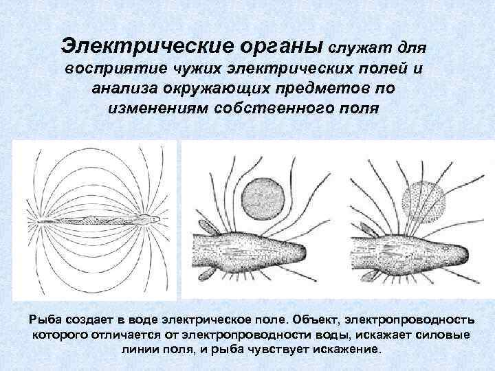 Электрические органы служат для восприятие чужих электрических полей и анализа окружающих предметов по изменениям