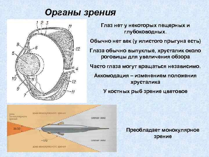 Органы зрения Глаз нет у некоторых пещерных и глубоководных. Обычно нет век (у илистого