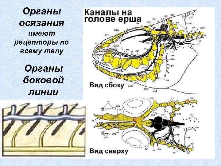 Органы осязания имеют рецепторы по всему телу Органы боковой линии 