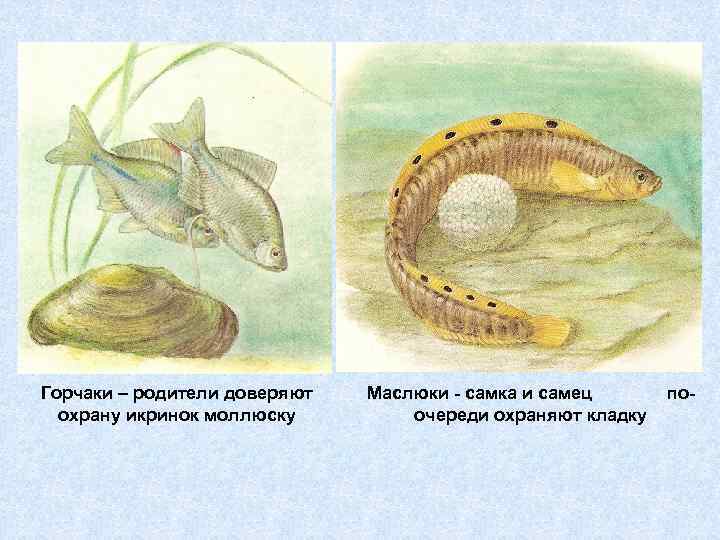 Горчаки – родители доверяют охрану икринок моллюску Маслюки - самка и самец поочереди охраняют