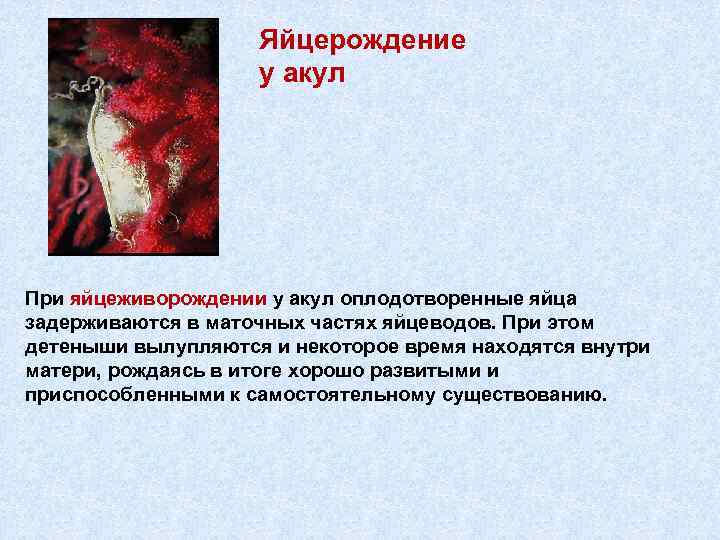 Яйцерождение у акул При яйцеживорождении у акул оплодотворенные яйца задерживаются в маточных частях яйцеводов.
