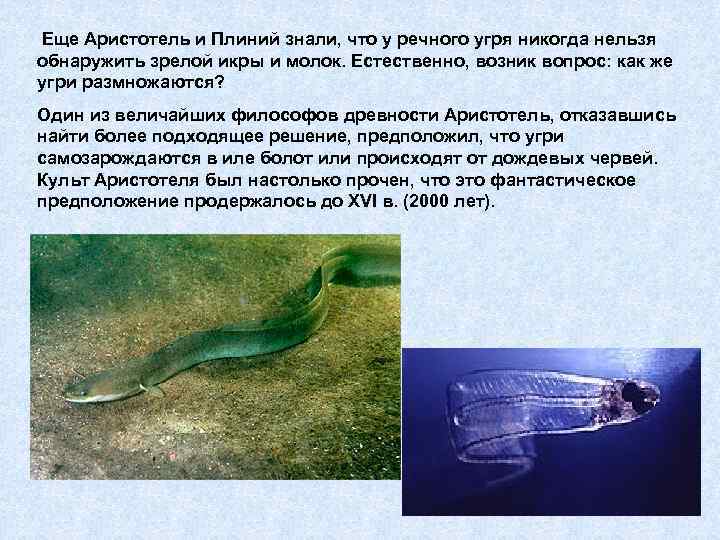  Еще Аристотель и Плиний знали, что у речного угря никогда нельзя обнаружить зрелой