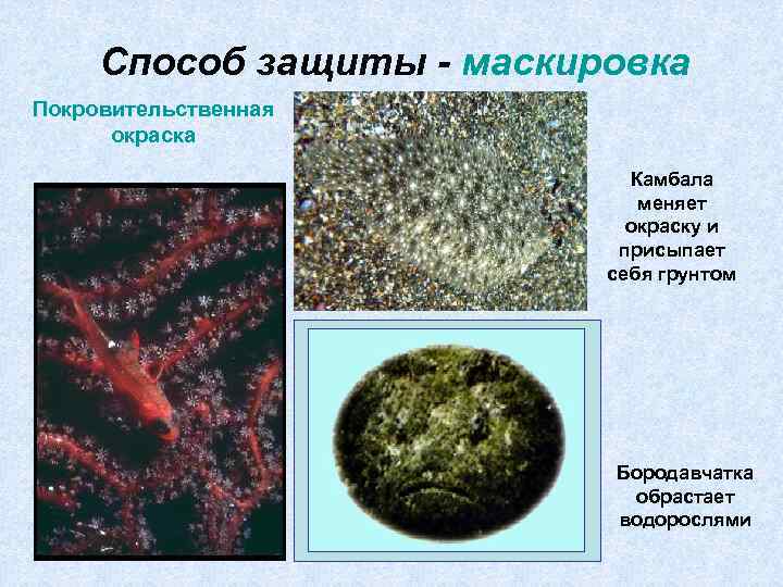 Способ защиты - маскировка Покровительственная окраска Камбала меняет окраску и присыпает себя грунтом Бородавчатка