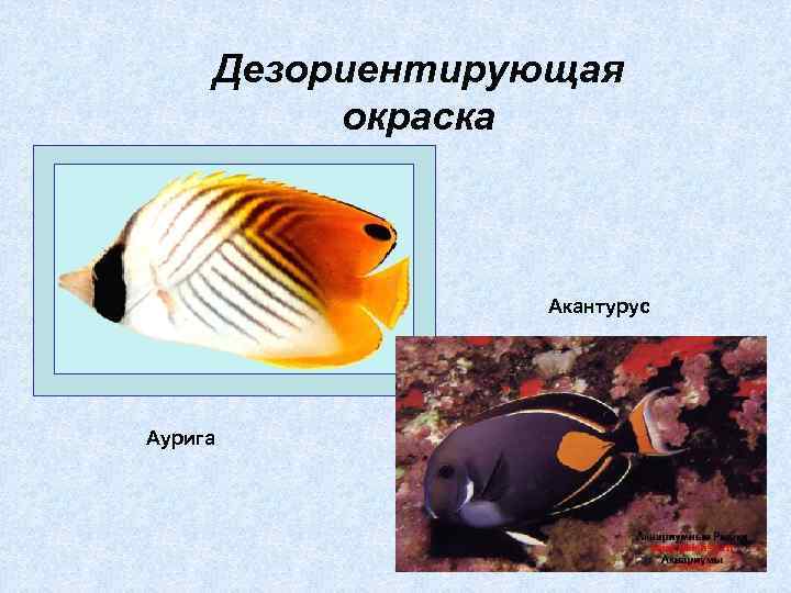 Дезориентирующая окраска Акантурус Аурига 