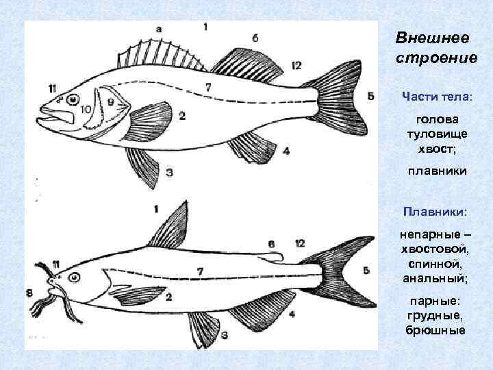 Внешнее строение Части тела: голова туловище хвост; плавники Плавники: непарные – хвостовой, спинной, анальный;