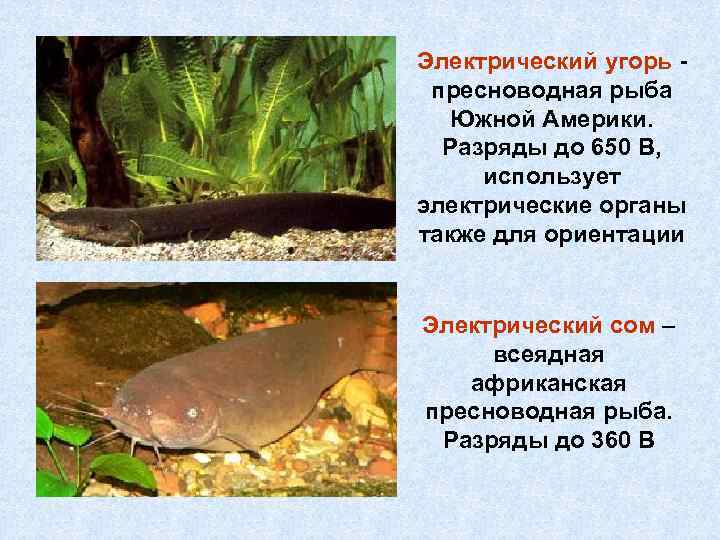 Электрический угорь - пресноводная рыба Южной Америки. Разряды до 650 В, использует электрические органы
