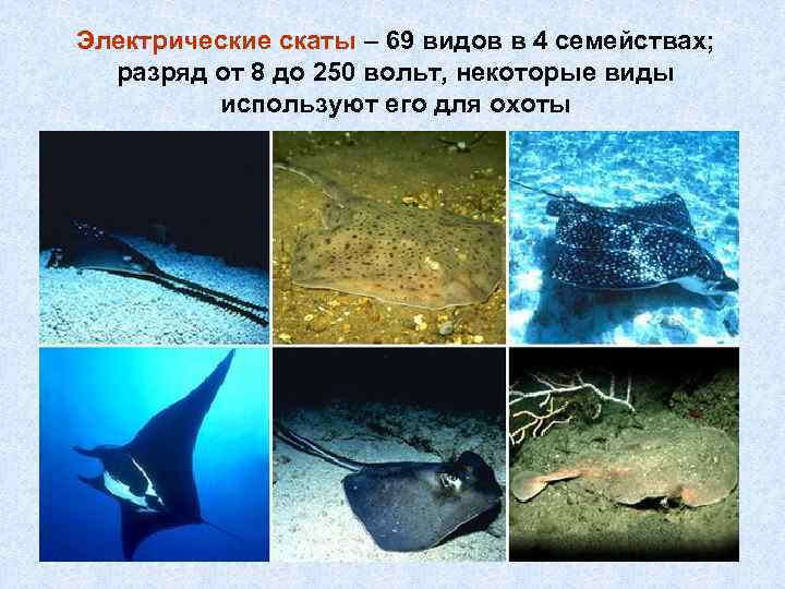Электрические скаты – 69 видов в 4 семействах; разряд от 8 до 250 вольт,