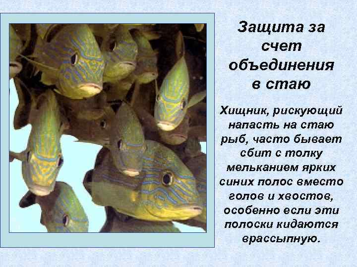 Защита за счет объединения в стаю Хищник, рискующий напасть на стаю рыб, часто бывает