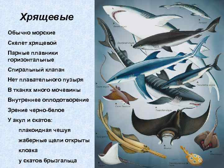 Хрящевые Обычно морские Скелет хрящевой Парные плавники горизонтальные Спиральный клапан Нет плавательного пузыря В
