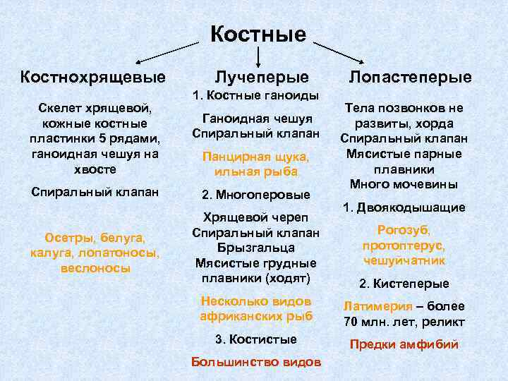 Костные Костнохрящевые Скелет хрящевой, кожные костные пластинки 5 рядами, ганоидная чешуя на хвосте Спиральный