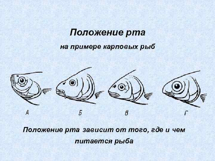 Положение рта на примере карповых рыб Положение рта зависит от того, где и чем