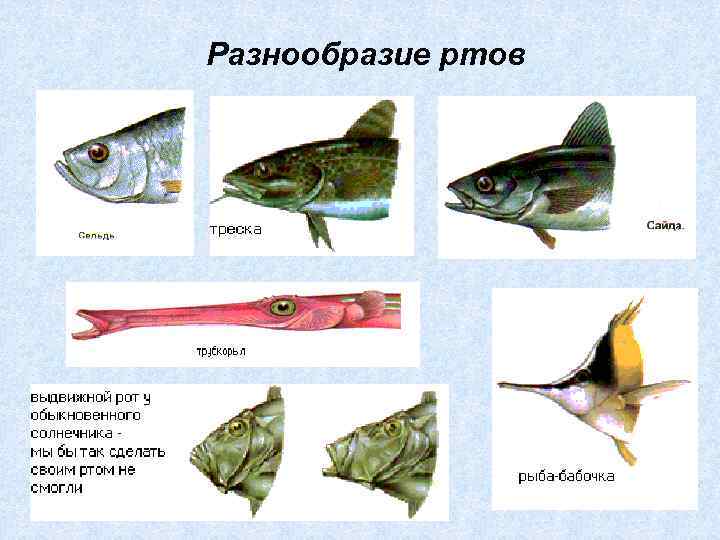 Разнообразие ртов 