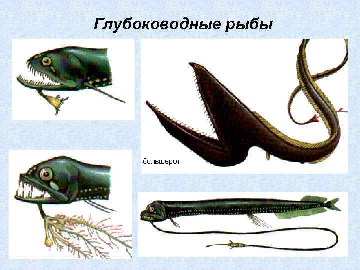 Глубоководные рыбы 