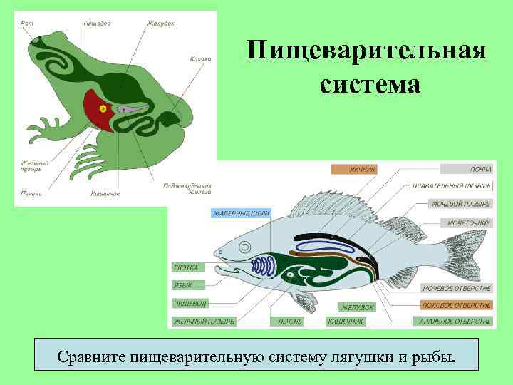 Пищеварительная система Сравните пищеварительную систему лягушки и рыбы. 
