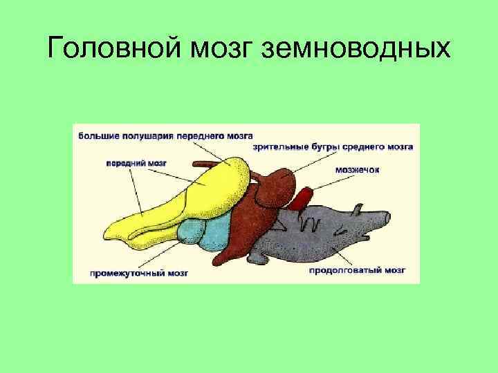 Изображение головного мозга земноводных