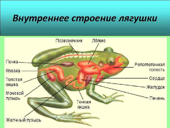 Внутреннее строение лягушки рисунок