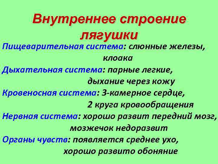 Внутреннее строение лягушки Пищеварительная система: слюнные железы, клоака Дыхательная система: парные легкие, дыхание через