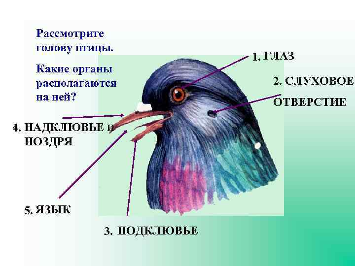 Рассмотрите голову птицы. Какие органы располагаются на ней? 4. НАДКЛЮВЬЕ И НОЗДРЯ 5. ЯЗЫК