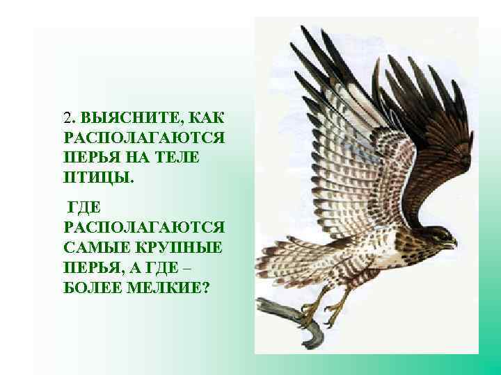 2. ВЫЯСНИТЕ, КАК РАСПОЛАГАЮТСЯ ПЕРЬЯ НА ТЕЛЕ ПТИЦЫ. ГДЕ РАСПОЛАГАЮТСЯ САМЫЕ КРУПНЫЕ ПЕРЬЯ, А