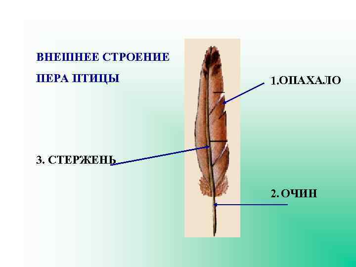 ВНЕШНЕЕ СТРОЕНИЕ ПЕРА ПТИЦЫ 1. ОПАХАЛО 3. СТЕРЖЕНЬ 2. ОЧИН 