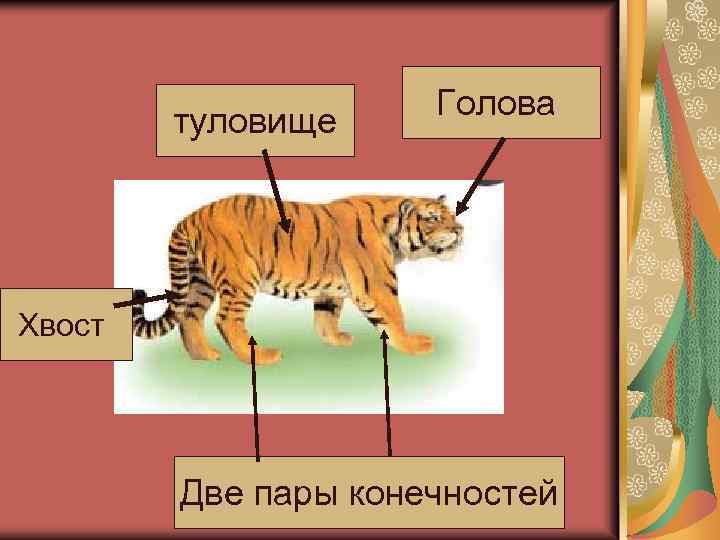 туловище Голова Хвост Две пары конечностей 