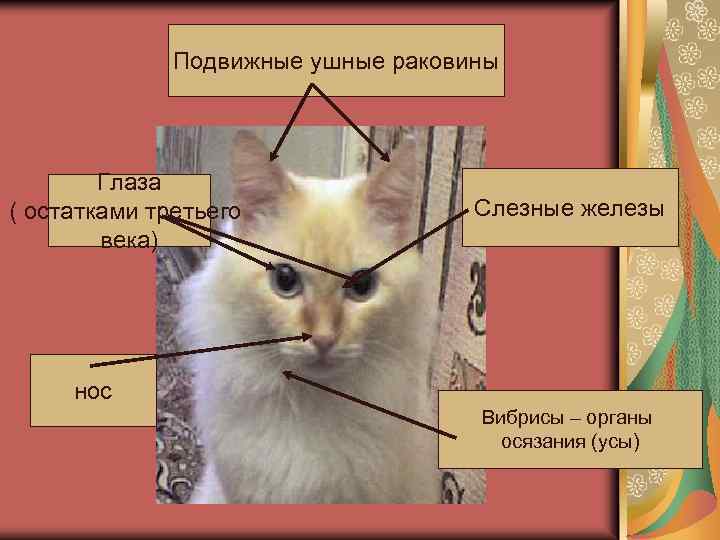 Подвижные ушные раковины Глаза ( остатками третьего века) Слезные железы нос Вибрисы – органы